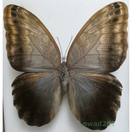 Caligo sp. Peru 117mm99f